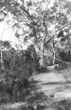 JERSEY AVENUE  TREES